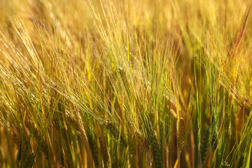 Ripe ears of wheat field as background