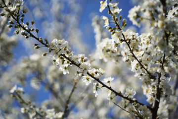 Blühender Baum im Frühling