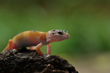 lizard on a rock GECKO