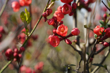 Blühende Zierquitte Chaenomeles