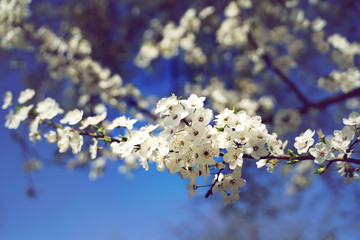 Blühender Baum im Frühling