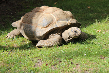 Fototapeta premium Aldabra turtle