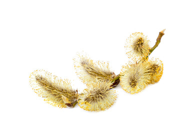 Flowering willow branch isolated on white background © trotzolga