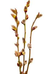 Flowering willow branch isolated on white background.