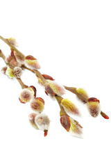 Flowering willow branch isolated on white background. © trotzolga