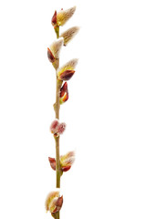 Flowering willow branch isolated on white background.