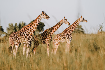 Giraffe in African