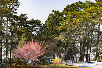 日本土肥桜８　無人