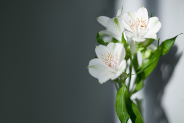 White alstroemeria flowers with green leaves on gray background in sunlight and shadow close up,...