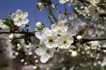Spring blossom background. Beautiful blooming tree and sun flare. Sunny day. Spring flowers. Beautiful Orchard. Springtime. Orchard blossoms. Blooming tree and bees. Cover wallpaper photo.