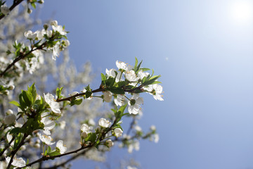 Spring blossom background. Beautiful blooming tree and sun flare. Sunny day. Spring flowers. Beautiful Orchard. Springtime. Orchard blossoms. Blooming tree and bees. Cover wallpaper photo.