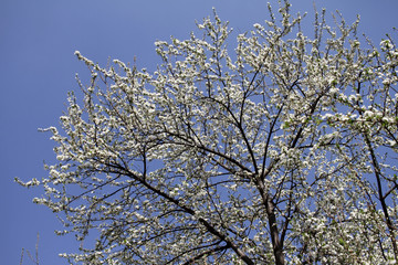 Spring blossom background. Beautiful blooming tree and sun flare. Sunny day. Spring flowers. Beautiful Orchard. Springtime. Orchard blossoms. Blooming tree and bees. Cover wallpaper photo.