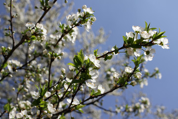 Spring blossom background. Beautiful blooming tree and sun flare. Sunny day. Spring flowers. Beautiful Orchard. Springtime. Orchard blossoms. Blooming tree and bees. Cover wallpaper photo.