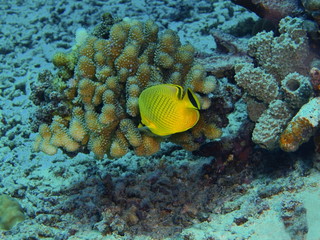 Naklejka na ściany i meble The amazing and mysterious underwater world of Indonesia, North Sulawesi, Bunaken Island, coral fish