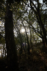 Fototapeta premium 林