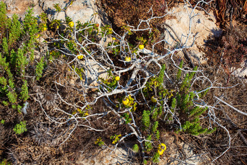 View of wild pear tree