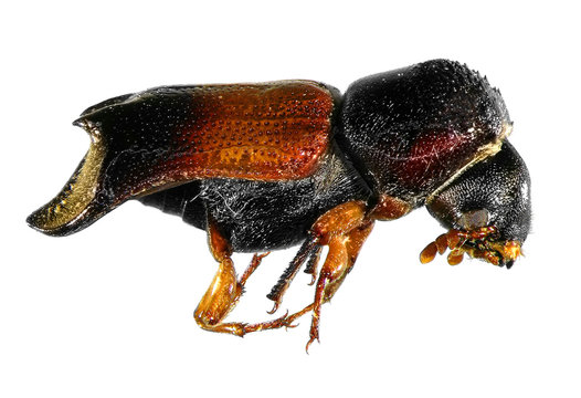 False powder-post beetle (Coleoptera: Bostrychidae) isolated on a white background 