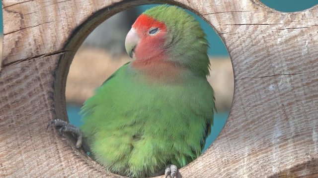 Nyasa Lovebird or Lilian's lovebird, Agapornis lilianae, green exotic parrot bird sitting on wooden stand, 4k