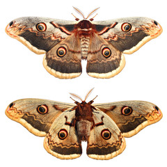 Moth, Saturnia pyri, the Giant Peacock moth, Great Peacock moth, Giant Emperor moth or Viennese...
