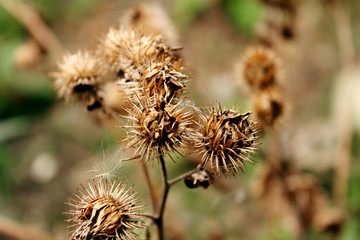 thistle on a background