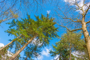 Foliage of trees in a forest below a blue cloudy sky in winter 