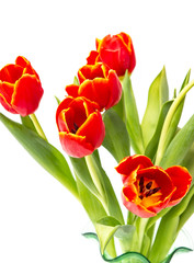 red tulips on white background