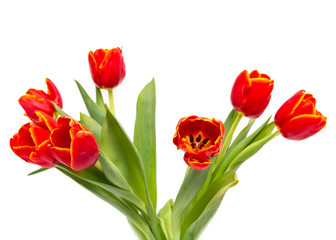 red tulips on white background