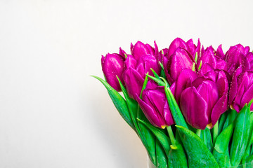 Bright pink tulips on white background with space for copy