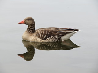 goose on water
