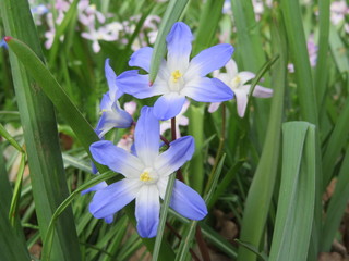 bluebell flowers in the garden
