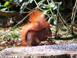 squirrel on a tree trunk