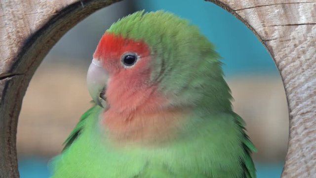 Nyasa Lovebird or Lilian's lovebird, Agapornis lilianae, green exotic parrot bird sitting on wooden stand, 4k