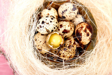 Obraz premium Quail eggs on pink background with willow branch.