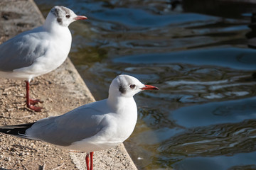 Black Headed Gull in Winter