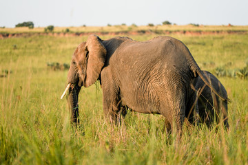 Naklejka na ściany i meble Family elephants in Uganda