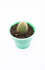 Pot succulents and cactus small plant isolated on white background, front view. Cactus on white.A lot of cacti in colorful pots. White background. Color. Decor for child's room. Advertising.