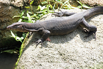 Monitor lizard