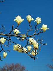 青空とハクモクレン