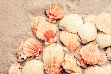 Seashells on the sand, summer beach background, travel concept .