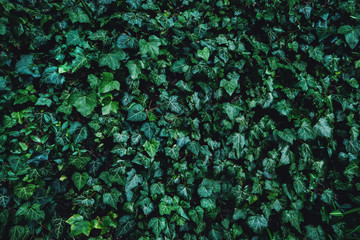 Green plant leaves background, top view. Nature spring concept, dark toned