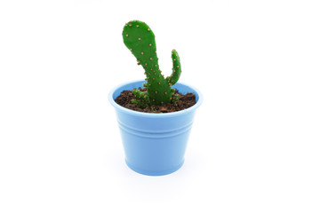 Pot succulents and cactus small plant isolated on white background, front view. Cactus on white.A lot of cacti in colorful pots. White background. Color. Decor for child's room. Advertising.