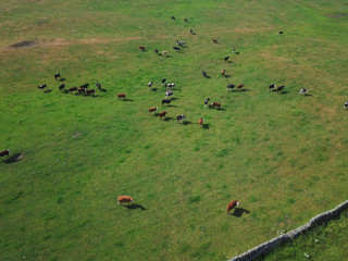 Kühe aus der Luft - Drohnenbilder von Kühen in England