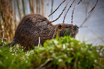 Nasses Nutria sonnt sich neben dem Wasser