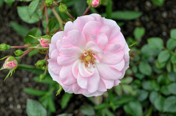 Roses in the garden.