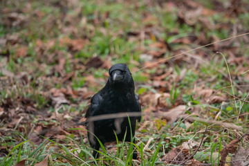 Carrion Crow in Winter