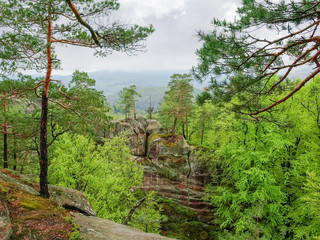 Fototapeta na wymiar Trees growing on rocks in landscape park Dovbush rocks, Ukraine