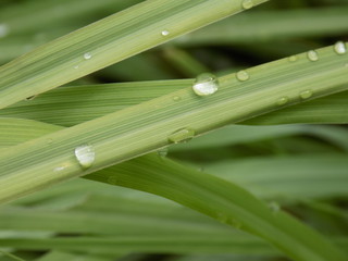 dew on the grass    like some rain drops    