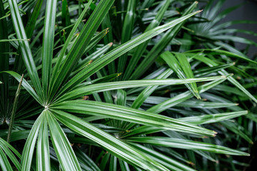 Tropical leaves background of Rhapis excelsa or Lady palm tree in the garden