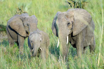Family elephants in Uganda