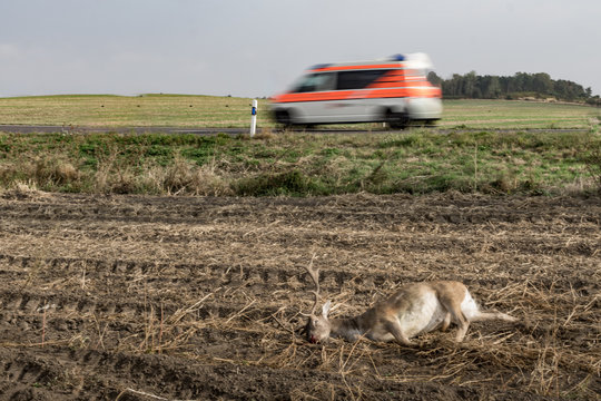An ambulance passes by a dead adult male deer at the side of the road.